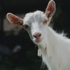 В Пензенской области два уголовника украли козу у сельчанки