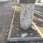 Пензенцы возмущены гибелью деревьев, которые закатали в асфальт на улице Лермонтова
