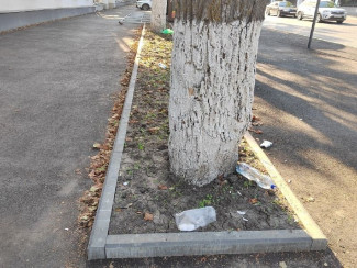 Пензенцы возмущены гибелью деревьев, которые закатали в асфальт на улице Лермонтова