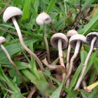 Житель Заречного выращивал в собственном доме галлюциногенные грибы