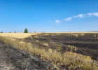 В Пензенской области выгорело поле пшеницы площадью три гектара