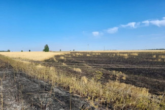 В Пензенской области выгорело поле пшеницы площадью три гектара