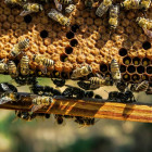 Пчеловодам из пензенского села возместили убытки после массовой гибели пчел