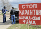 В Пензенскую область вернулась африканская чума свиней