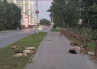 Жители пензенского района ГПЗ возмущены, что никто не ловит агрессивных собак