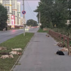 Жители пензенского района ГПЗ возмущены, что никто не ловит агрессивных собак