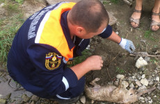 В Пензе спасли упавшего в колодец маленького щенка. ФОТО