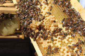 В Пензенской области украли с пасеки шесть ульев с пчелами