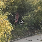 Пензенцы сообщают о перевернутой машине, лежащей в кустах на улице Ладожской