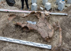 На стройплощадке в Пензе нашли останки доисторического животного