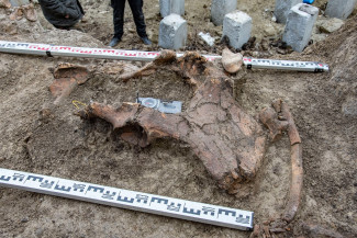 На стройплощадке в Пензе нашли останки доисторического животного