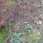 Житель Пензенской области заблудился при сборе грибов
