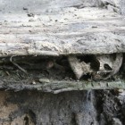 В Калужской области обнаружили останки пензенца, умершего 74 года назад