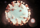 В Пензенской области за минувшие сутки выявили 79 случаев коронавируса