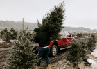 После праздников пензенцам предлагают сдать елки на переработку