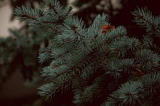 Пензенцам предлагают сдать на переработку новогодние елки