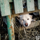 Очнулись! Пензенская власть вспомнила про бездомных животных после вмешательства СК и прокуратуры