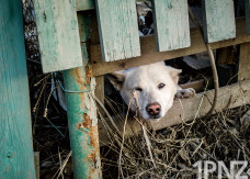 Очнулись! Пензенская власть вспомнила про бездомных животных после вмешательства СК и прокуратуры