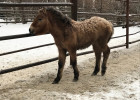 В Пензенский зоопарк привезли очень редкое животное