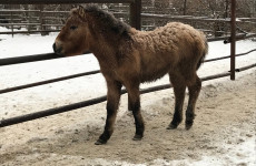 В Пензенский зоопарк привезли очень редкое животное