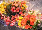 Стало известно, когда в Пензе откроются цветочные ярмарки