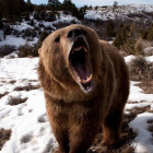 Пензенцев предупреждают о выходе из спячки бурых медведей