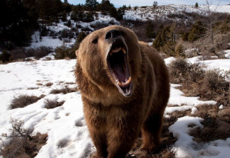 Пензенцев предупреждают о выходе из спячки бурых медведей