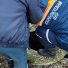 В Пензе спасли от гибели собаку, провалившуюся в глубокий колодец