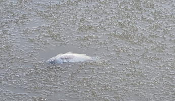 Мор рыбы и экологическая катастрофа под Пензой: причем здесь французская компания Sucdan?