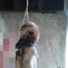 Живодеры из Пензенской области повесили собаку на мосту