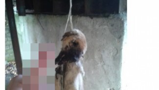 Живодеры из Пензенской области повесили собаку на мосту