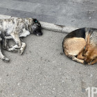 Усы, лапы, чип. Почему гуманная схема по отлову бездомных собак в России работает плохо, а в пензенских питомниках страдают животные