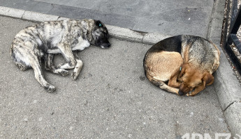 Усы, лапы, чип. Почему гуманная схема по отлову бездомных собак в России работает плохо, а в пензенских питомниках страдают животные