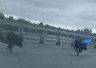 Ранним утром по Пензе бегали дикие кабаны. ВИДЕО