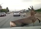 Кругом одни олени! В Пензе под колеса машины бросилась косуля