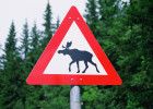 Пензенских автомобилистов предупреждают о пике активности диких животных