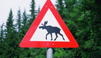 Пензенских автомобилистов предупреждают о пике активности диких животных