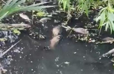Много мертвой рыбы: пензенцы сообщают об отравлении ручья Безымянный