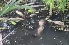 Факт загрязнения ручья Безымянный подтвердили в пензенском минлесхозе