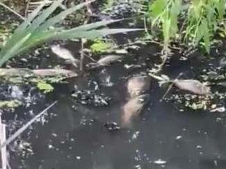 Факт загрязнения ручья Безымянный подтвердили в пензенском минлесхозе