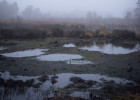 На болотах Пензенской области чуть не погибли двое мужчин