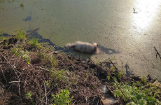 В реке на окраине Пензы неделю плавает разлагающийся труп – соцсети