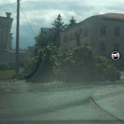 На улице Лермонтова в Пензе на проезжую часть упало дерево