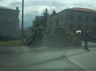 На улице Лермонтова в Пензе на проезжую часть упало дерево