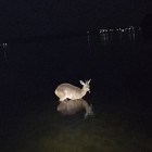 Ночью на Сурском водохранилище пензенцы встретили необычного зверя
