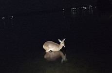 Ночью на Сурском водохранилище пензенцы встретили необычного зверя