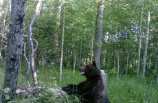 Осторожно, медведи! Жителей Пензенской области предупредили о смертельной опасности