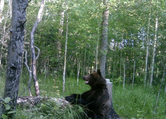 Осторожно, медведи! Жителей Пензенской области предупредили о смертельной опасности