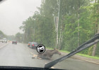 В Пензе из-за сбитого лося образовалась пробка на улице Окружной