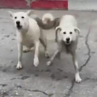 Жители пензенского микрорайона ГПЗ вновь жалуются на стаи агрессивных собак